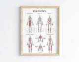 Fascia Lines Anatomy Poster | SANDYSPINES | Art for chiropractors, massage therapists, PTs